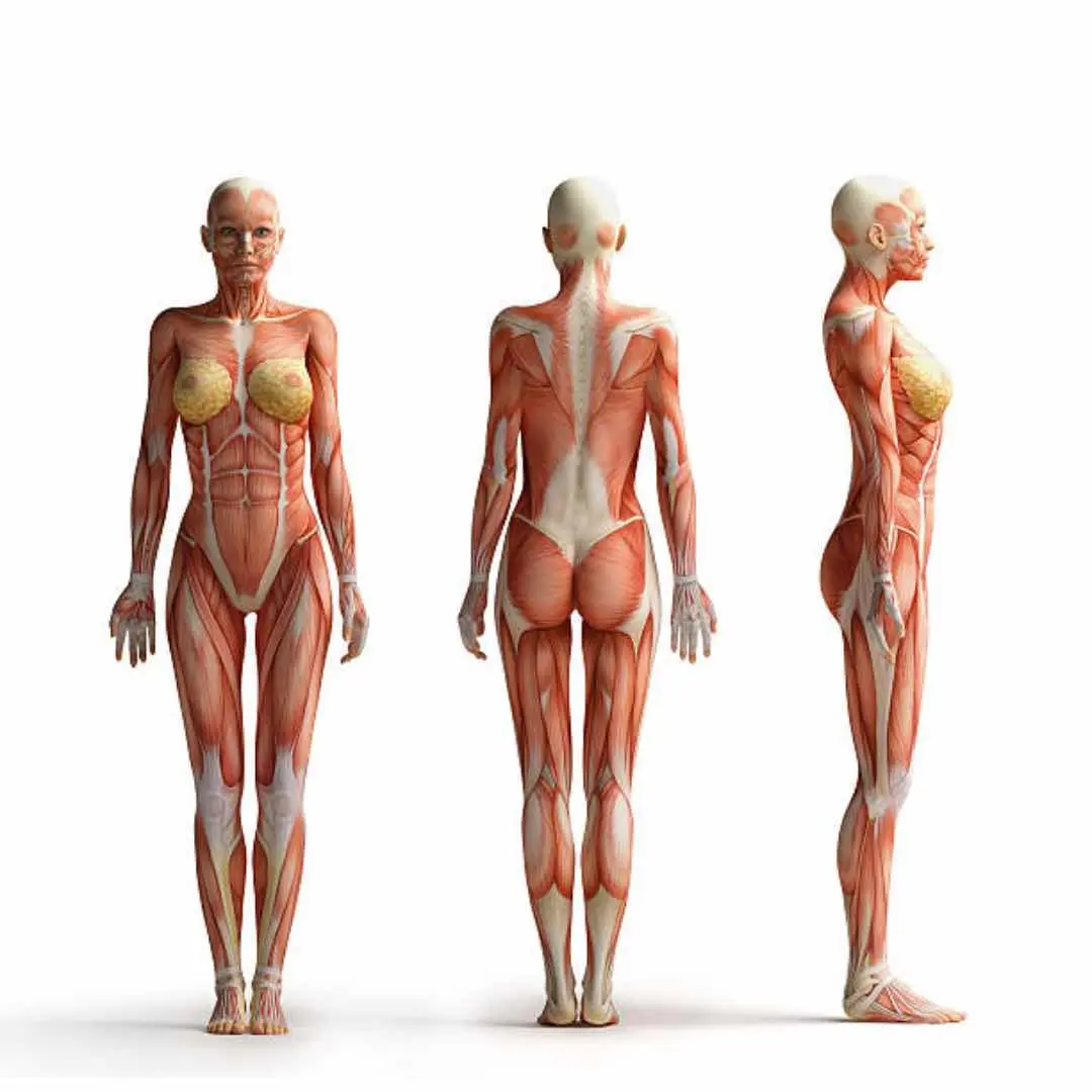 Anatomical illustration of fascia and musculature — front, back and side views